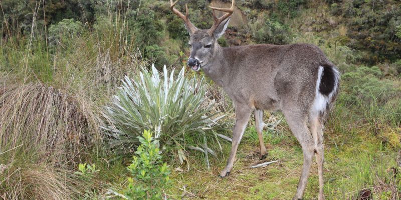 Cundinamarca invierte más de $30.000 millones en sostenibilidad y bienestar verde

