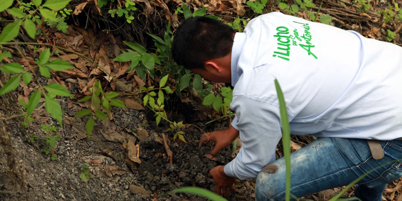 En San Antonio de Tequendama se sembraron 570 árboles nativos

