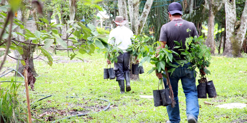 En San Antonio de Tequendama se sembraron 570 árboles nativos

