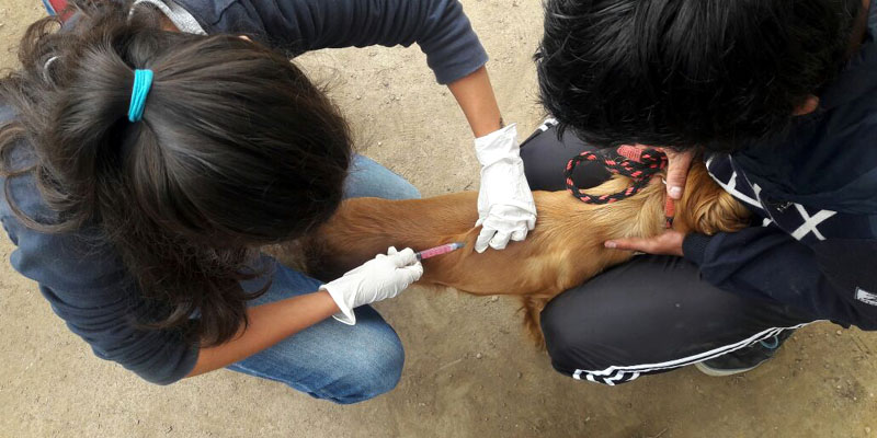 La campaña "Cundinamarca protege tu animal de compañía" llegó a La Vega
















