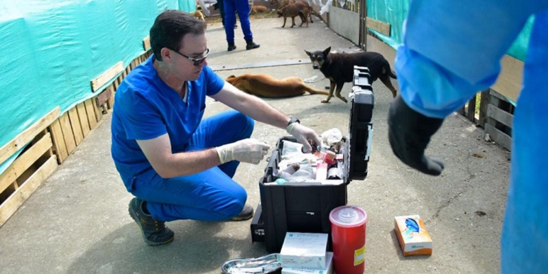 El IPYBAC lideró jornada de esterilización de perros ferales








