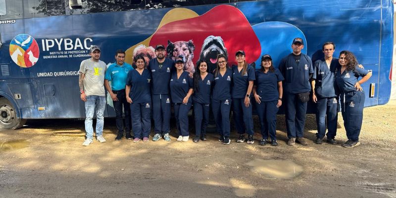 165 animales fueron esterilizados en Nemocón y Ricaurte durante la primera gira departamental de bienestar animal