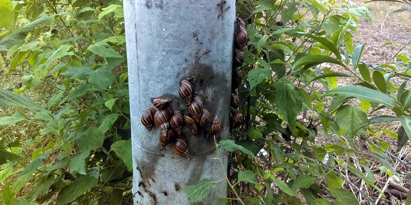 Cundinamarca fortalece acciones ante la presencia de caracol gigante africano





