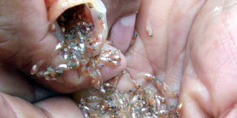 Buenas prácticas en la actividad pesquera artesanal, estrategia de conservación del ecosistema































































