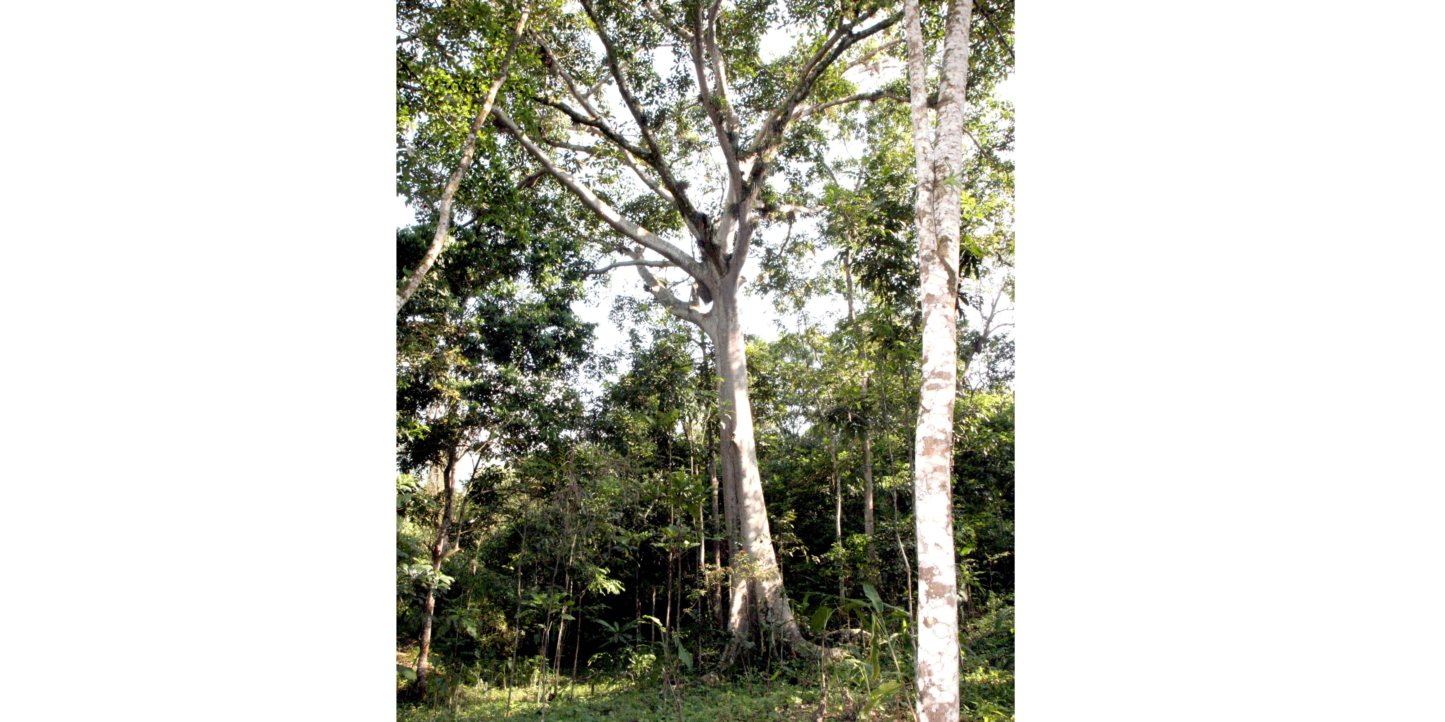 Cerca de $9.500 millones para recuperación y conservación ambiental en Cundinamarca


















































