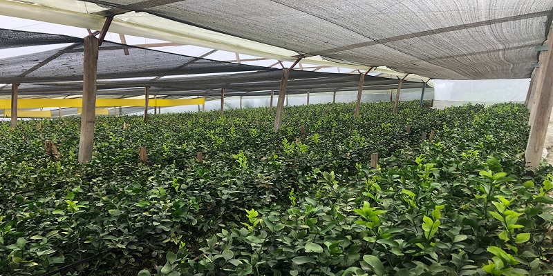 Floricultores de Cachipay y Anolaima se fortalecen para competir en el exterior



