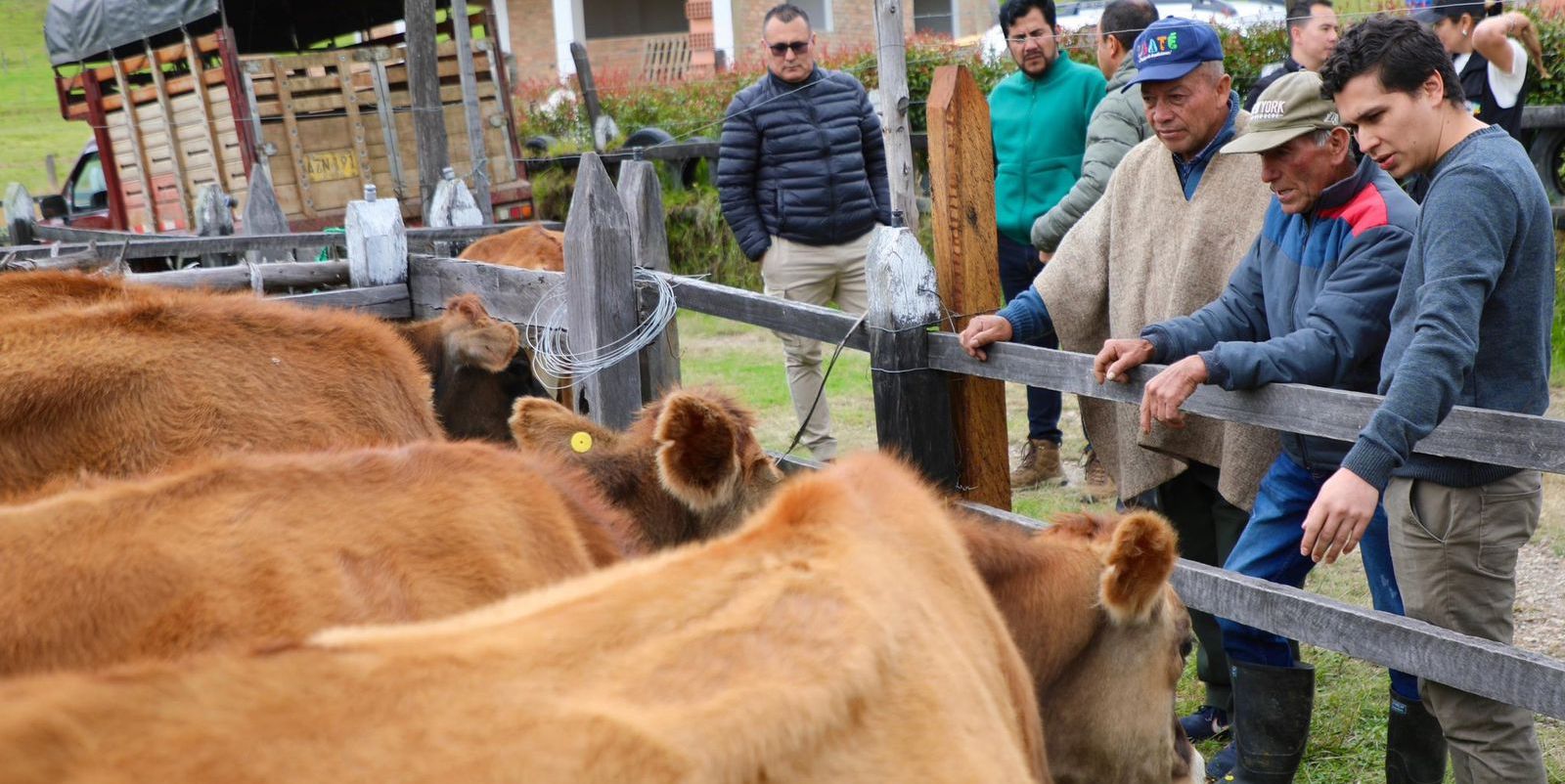 Con recursos por $1.500 millones, Cundinamarca comprará leche directamente a los productores locales 


