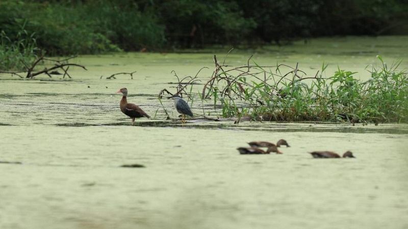 Cundinamarca, noveno lugar en el Global Big Day, con 967 especies de aves







