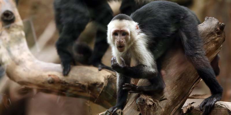$300 millones para ayudar a la Fundación Zoológico de Santacruz y el Parque Jaime Duque

