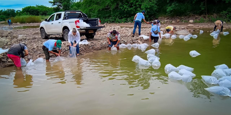 Más de 186.000 alevinos repueblan el río Magdalena y fortalecen la pesca artesanal en Cundinamarca
