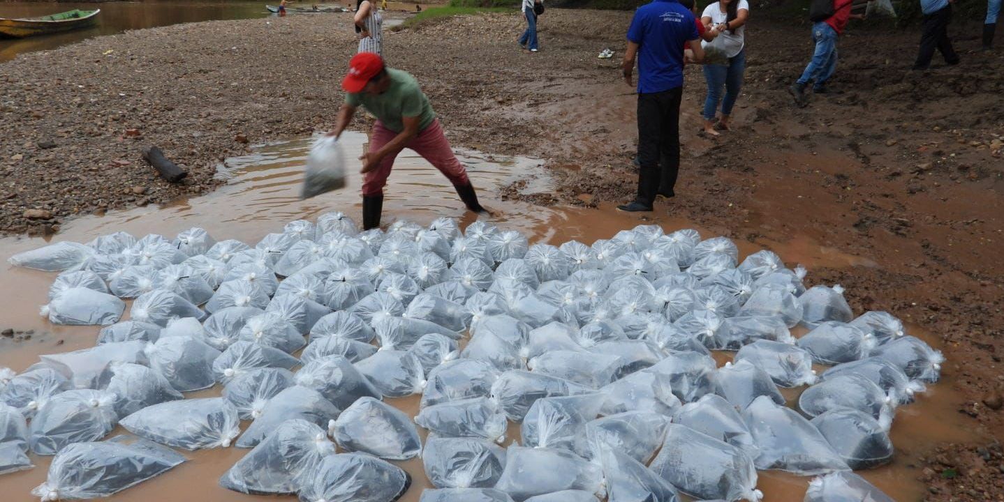 Repoblamiento de peces en el río Magdalena: un paso hacia la revitalización del ecosistema

