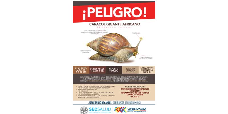 Cundinamarca alerta sobre proliferación del Caracol Gigante Africano











