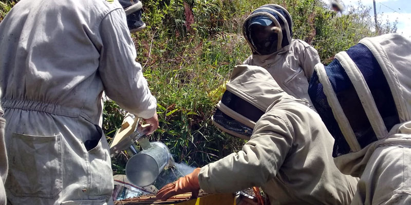 En Cundinamarca inició plan piloto del programa: “Abejas con la Conservación”