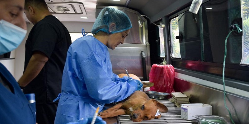 El IPYBAC lideró jornada de esterilización de perros ferales








