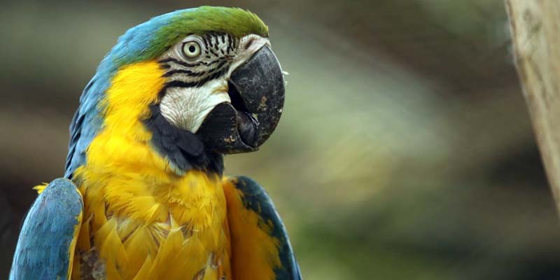 $300 millones para ayudar a la Fundación Zoológico de Santacruz y el Parque Jaime Duque

