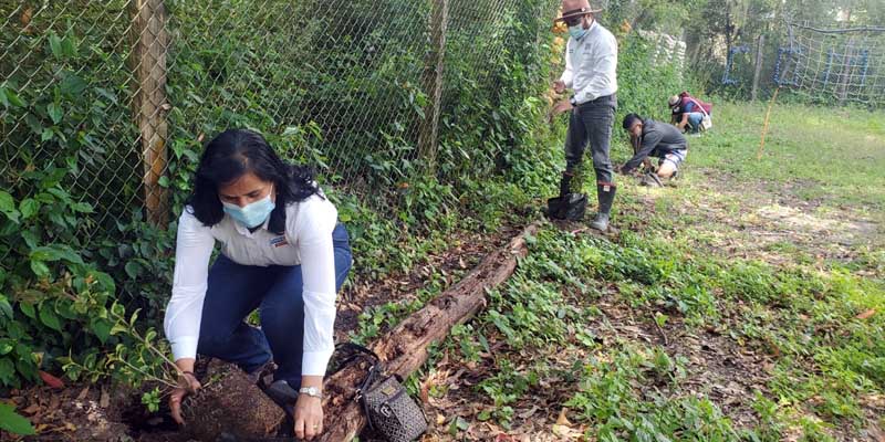 500 árboles de nueve especies fueron sembrados en instituciones educativas de Pacho



