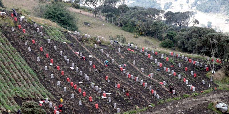 Productores reciben beneficio del ICR complementario en Cundinamarca























































