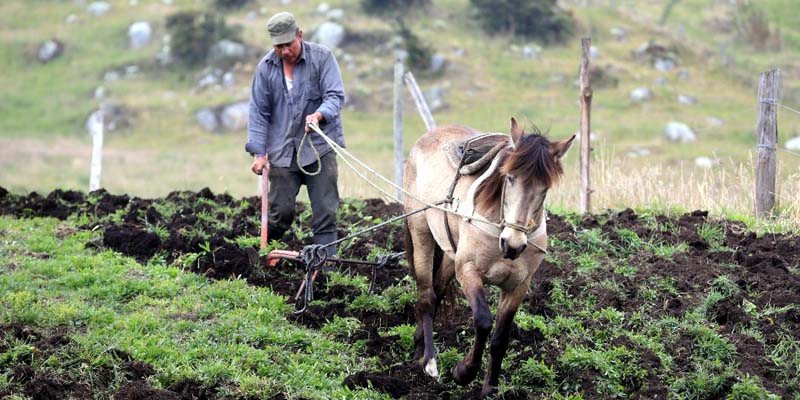 Productores reciben beneficio del ICR complementario en Cundinamarca























































