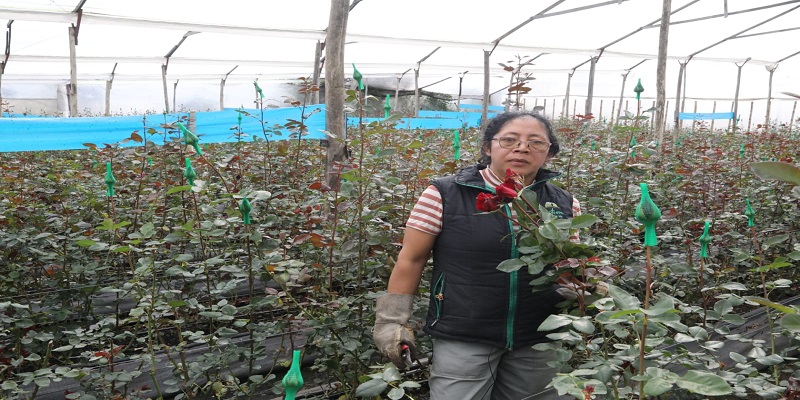 Flores de Cundinamarca, protagonistas en San Valentín