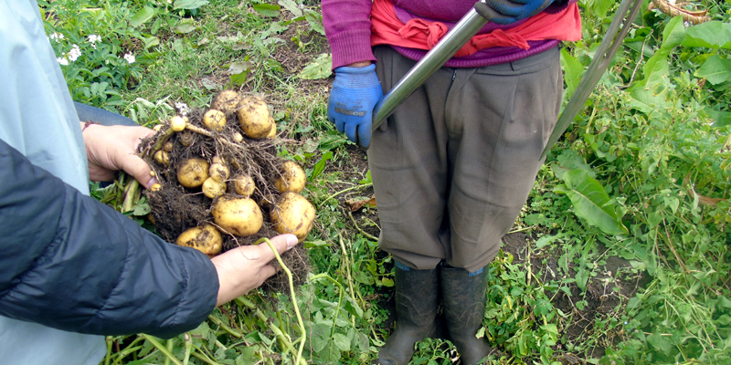 Nuevas variedades de papa criolla mejorarán producción en Cundinamarca

