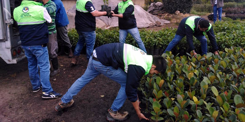 Reforestadas áreas del cerro Montecillo de Guatavita 