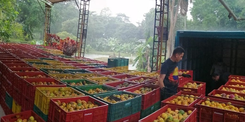 Productores de mango cundinamarqués le venden directamente a Postobón




