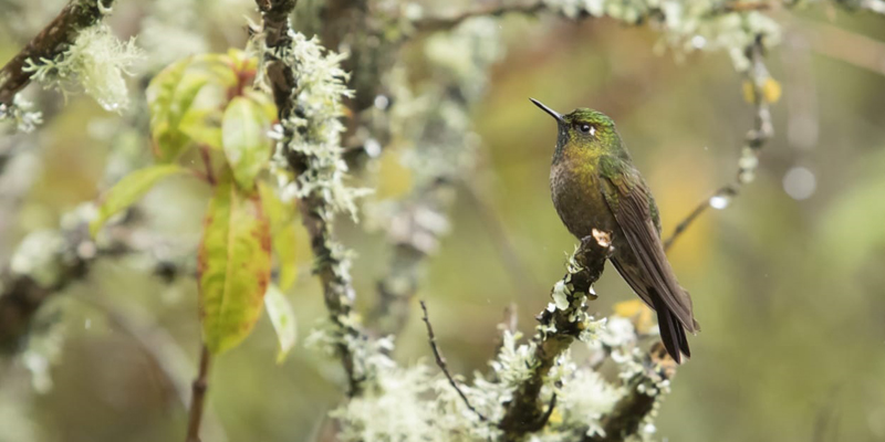 El libro ‘Colibríes de Cundinamarca’, símbolo de la diversidad



