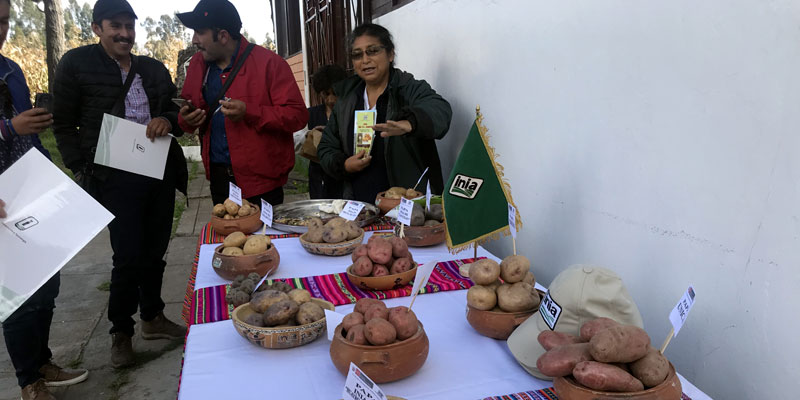 Cundinamarca y Perú unidos para la producción y mejoramiento en cultivos de papa



























