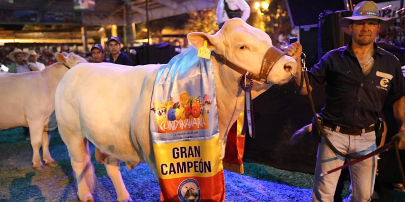 A todo galope en la Gran Feria Equina y Ganadera de ExpoCundinamarca 2022  


