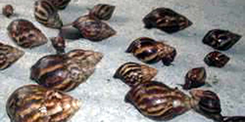 Cundinamarca fortalece acciones ante la presencia de caracol gigante africano





