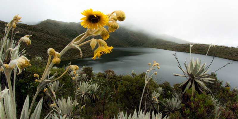 Niñez de Viotá conectada con el agua y la biodiversidad 



























