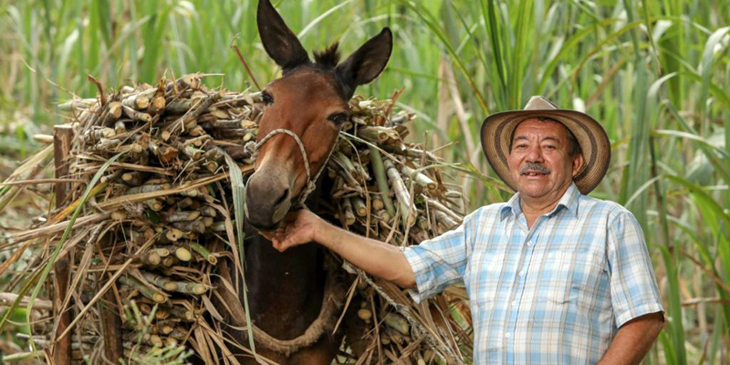 Cundinamarca rinde homenaje a los productores del campo