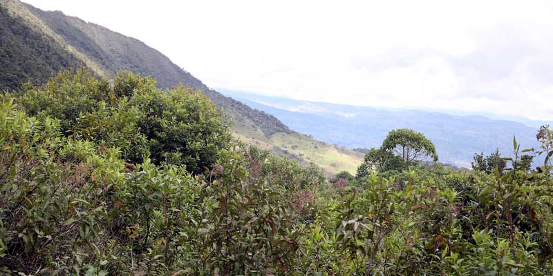 Páramos y bosques altos andinos serán conservados para garantizar el recurso hídrico a la región
 
