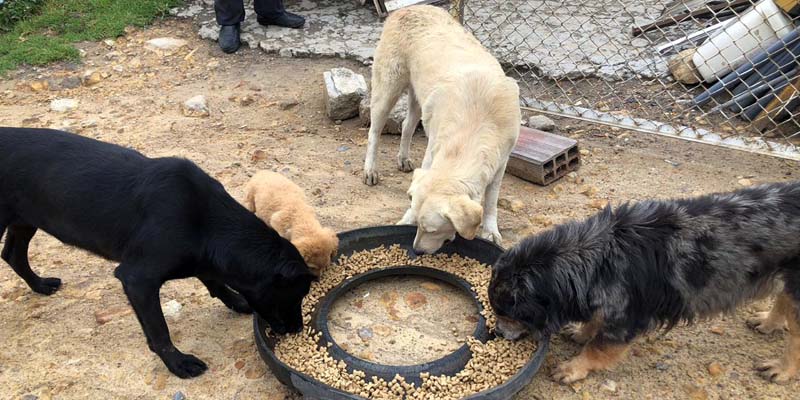 Gobernador de Cundinamarca promueve programa para alimentar animales que habitan en la calle








