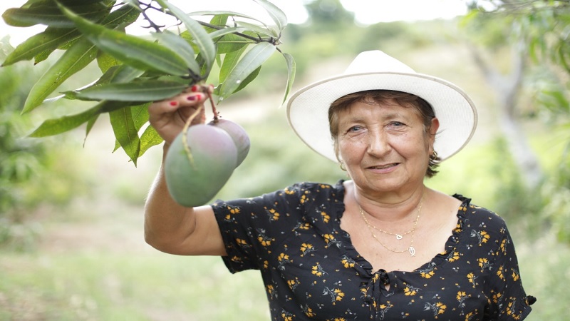 Mango cundinamarqués a la conquista de Estados Unidos

