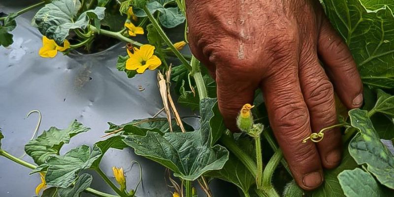 Beltrán inicia transición productiva: de la quema de carbón a cultivos de melón sostenibles

