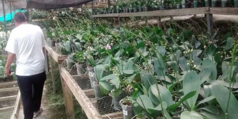 Cundinamarca avanza en conocimiento científico de sus orquídeas nativas 
