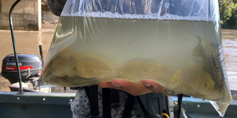 Repoblamiento íctico de especies nativas en la cuenca alta del río Magdalena 



