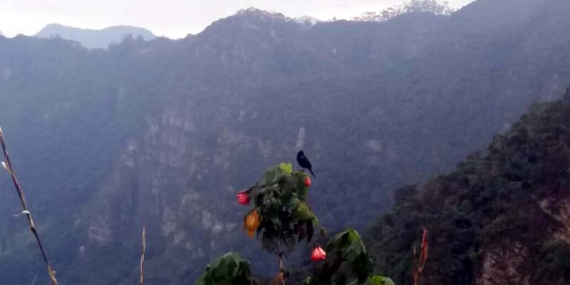 Más de 400 especies de aves reportadas en  el departamento