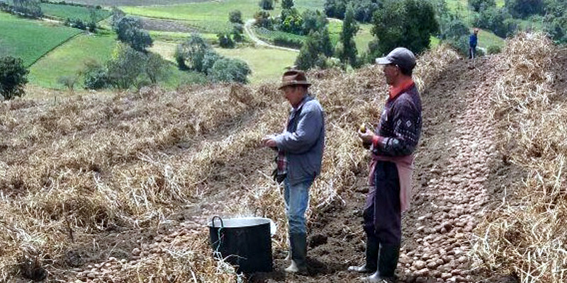 Productores aprenden a comercializar sus productos sin intermediarios











































