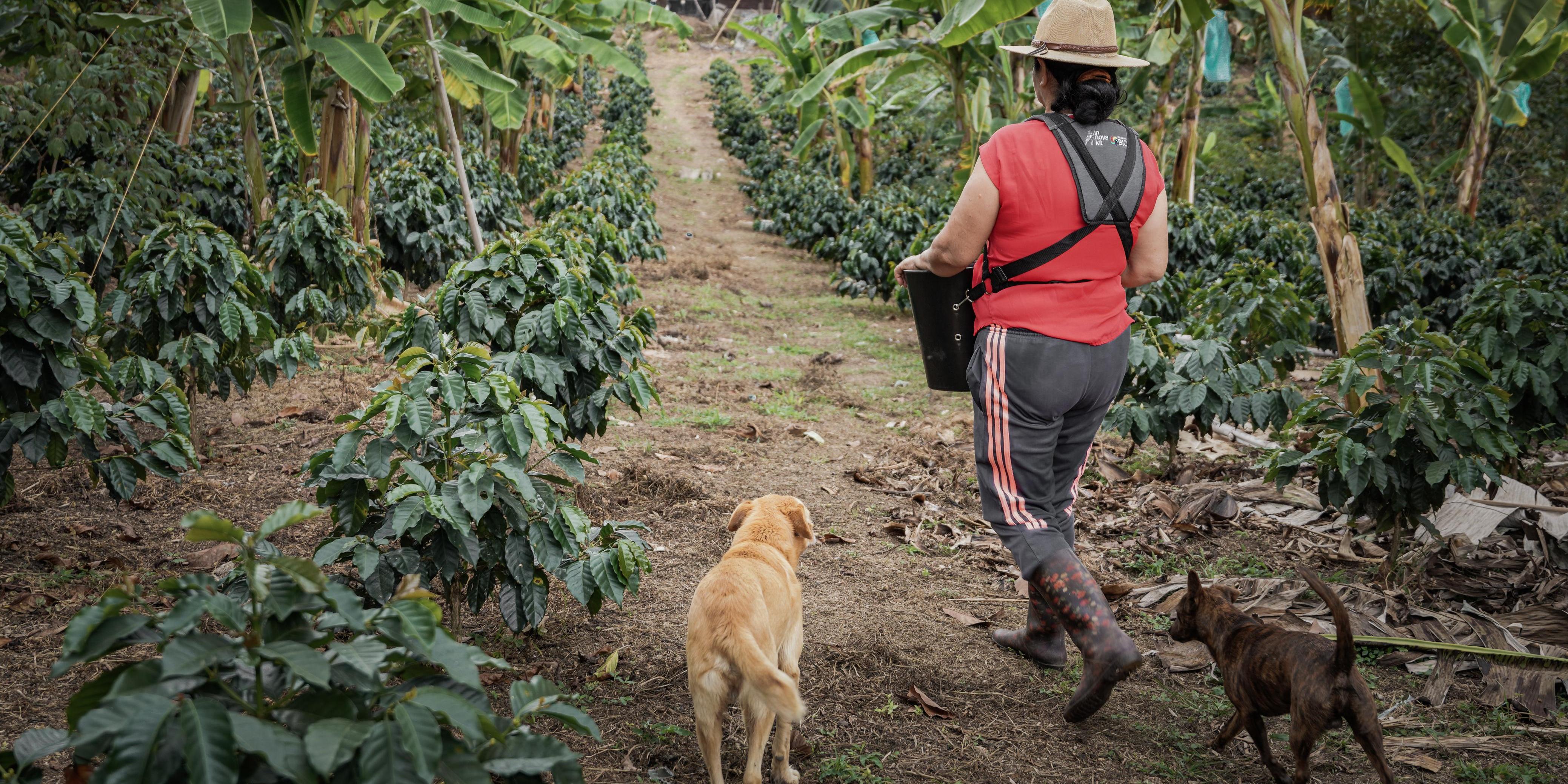 Pequeños productores agropecuarios aprovechen la oportunidad: incentivos LEC e ICR disponibles

