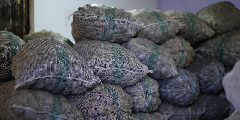 Gobernación de Cundinamarca y Región Metropolitana compran 907 toneladas de papa por $1.500 millones