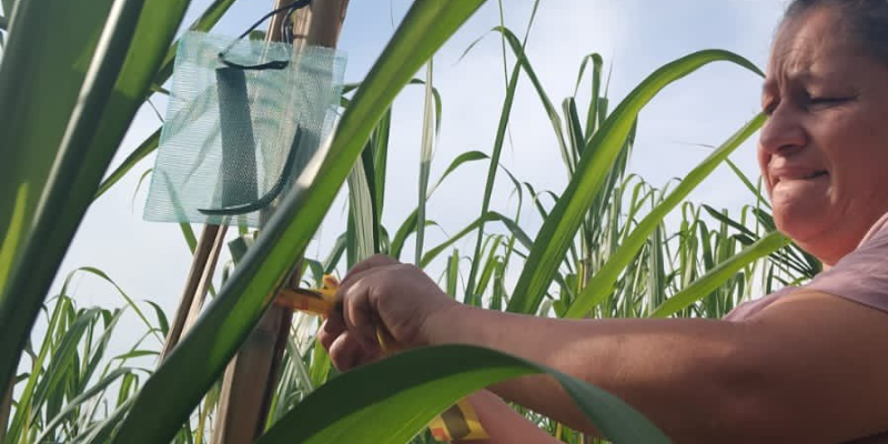 Más de 400 productores de caña panelera fortalecen sus cultivos con control biológico en Cundinamarca