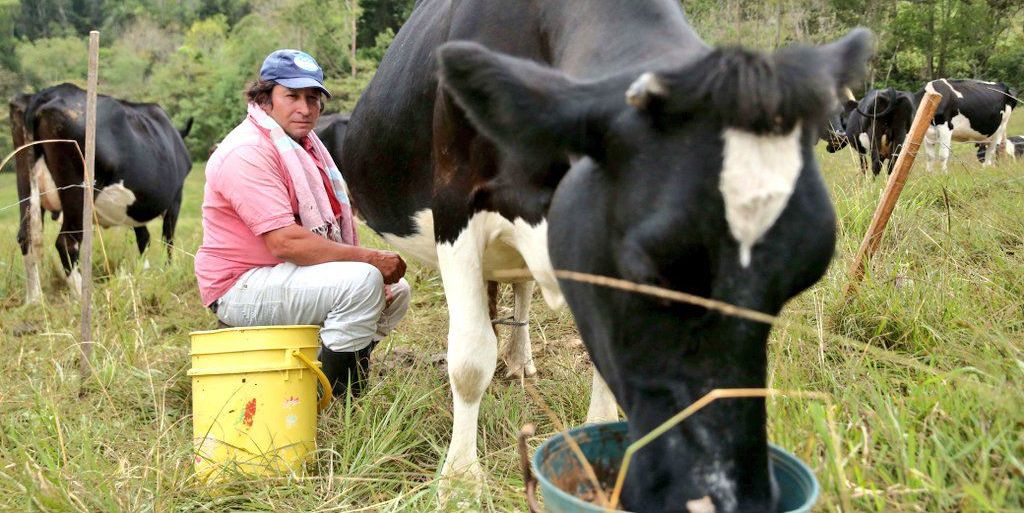 Con recursos por $1.500 millones, Cundinamarca comprará leche directamente a los productores locales 


