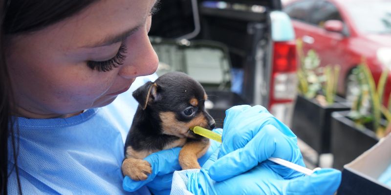 Más de 100 animales de compañía atendidos en jornadas de bienestar en El Colegio y San Antonio del Tequendama
