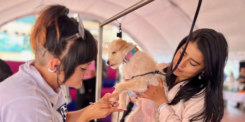 101 mascotas celebran el "Día Guau y Miau" en la Gobernación
