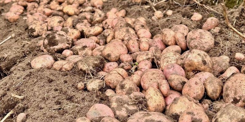 Ventas de papa en Cundinamarca alcanzan cerca de $2.000 millones con estrategia de la Gobernación