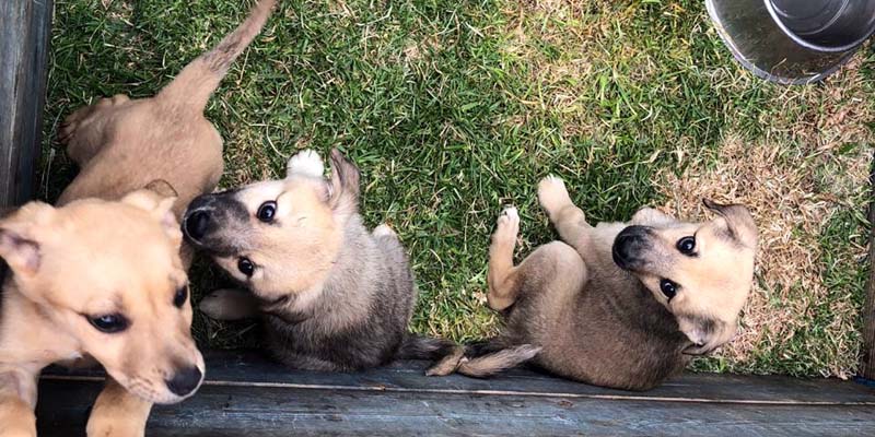 Perros y gatos no son transmisores del coronavirus

