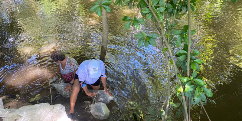 Repoblamiento íctico de especies nativas en la cuenca alta del río Magdalena 


