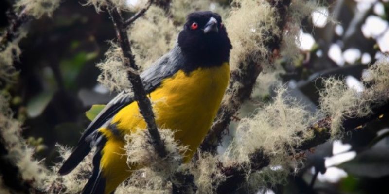 Cundinamarca se consolida como potencia nacional en avistamiento de aves durante el Global Big Day 2025
